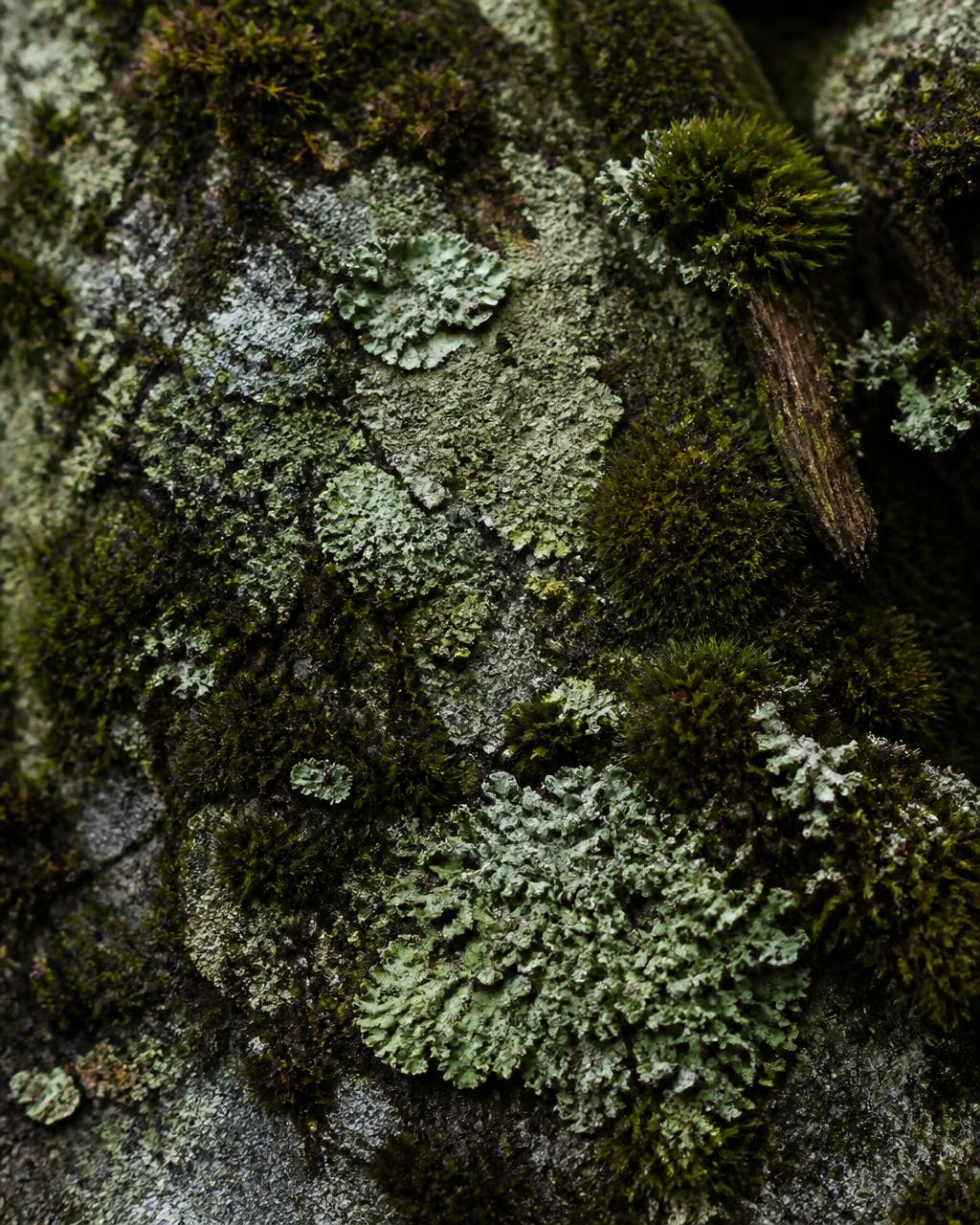 Inner Garden — Tending what grows slowly.